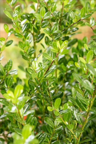 Ilex crenata 'Robustico'
