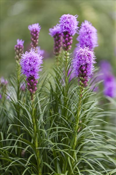 Liatris spicata