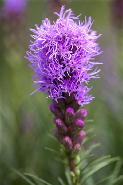 Liatris spicata