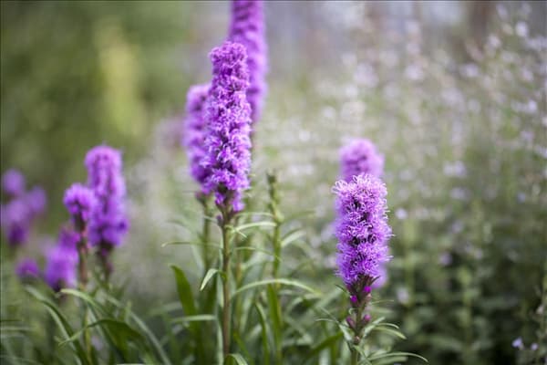 Liatris spicata 'Kobold'
