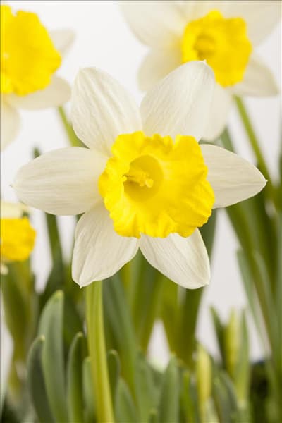 Narcissus tazetta