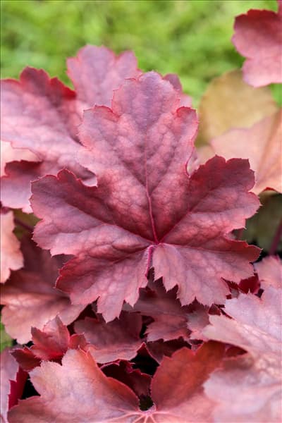 Heuchera americana