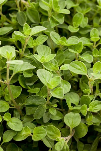 Origanum vulgare 'Compactum'
