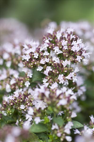 Origanum vulgare 'Compactum'