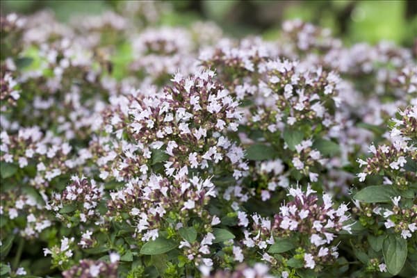 Origanum vulgare 'Compactum'