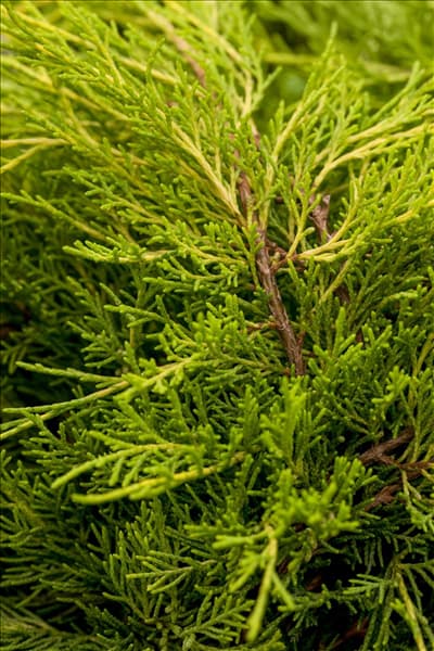 Juniperus chinensis 'Old Gold'