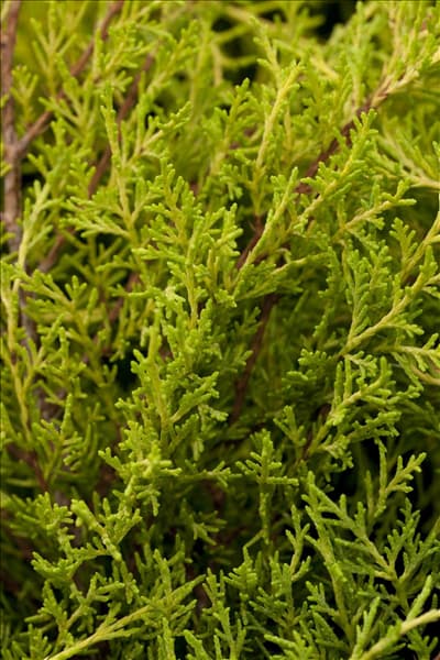 Juniperus chinensis