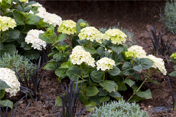 Hydrangea 'Endless Summer'®