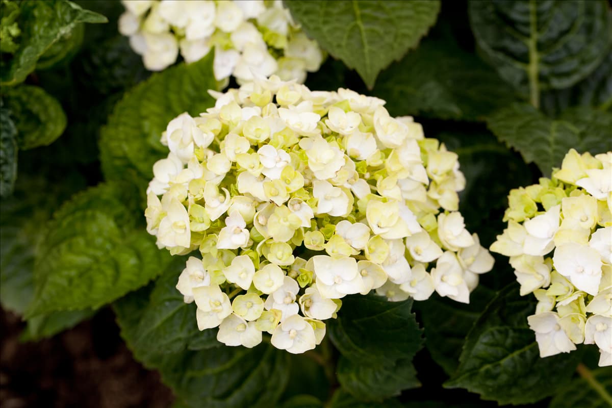 Hydrangea 'Endless Summer'®