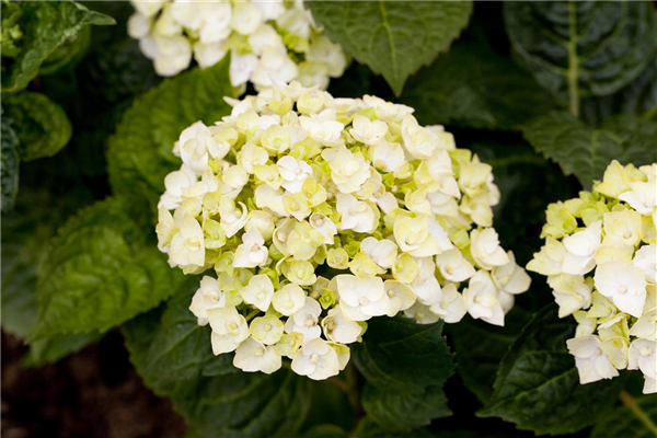 Hydrangea 'Endless Summer'®