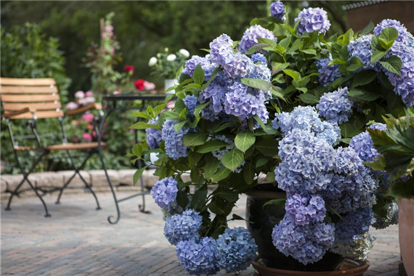Hydrangea 'Endless Summer'®