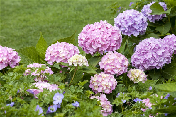 Hydrangea 'Endless Summer'®