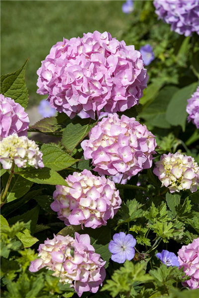 Hydrangea 'Endless Summer'®