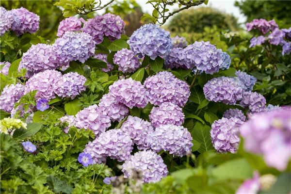 Hydrangea 'Endless Summer'®
