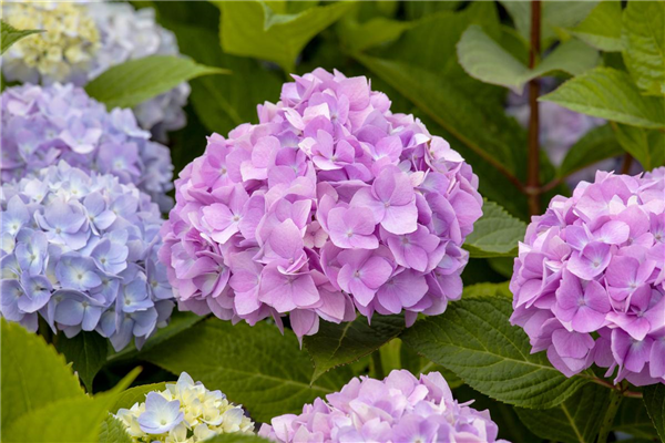 Hydrangea 'Endless Summer'®
