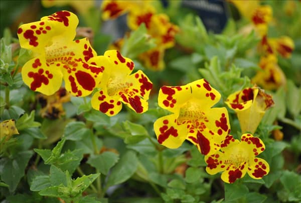 Mimulus luteus 'Grandiflora'