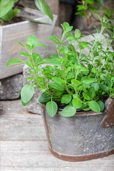 Origanum vulgare 'Diabolo'