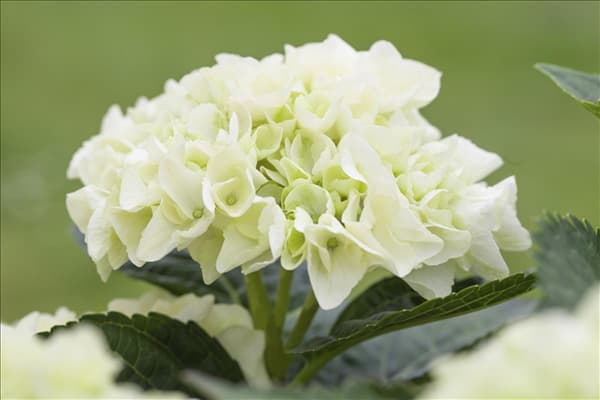 Hydrangea 'Everbloom'
