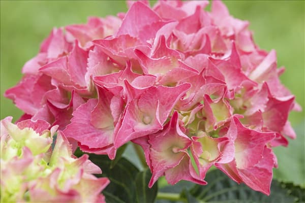 Hydrangea 'Everbloom'