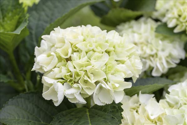 Hydrangea 'Everbloom'