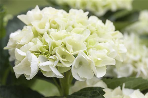 Hydrangea 'Everbloom'