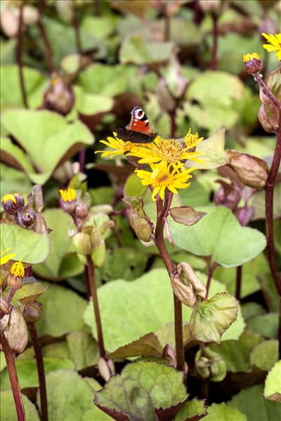 Ligularia dentata