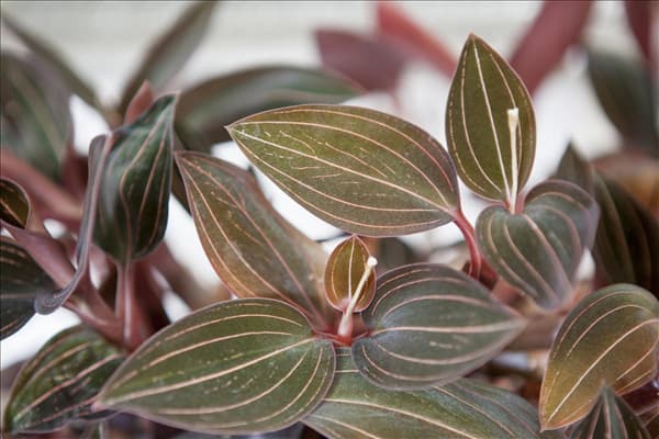 Ludisia discolor