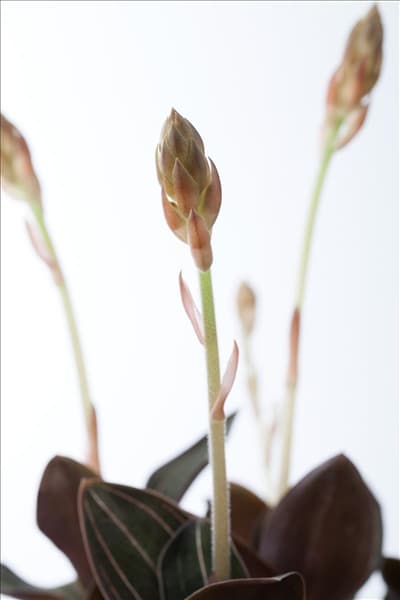 Ludisia discolor