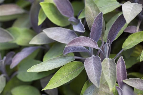 Salvia officinalis 'Purpurea'