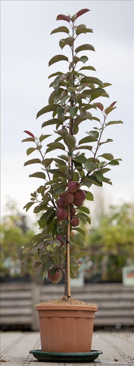 Malus domestica 'Redlane'