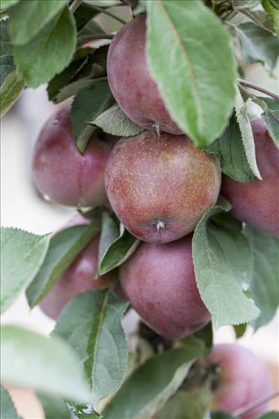 Malus domestica 'Redlane'