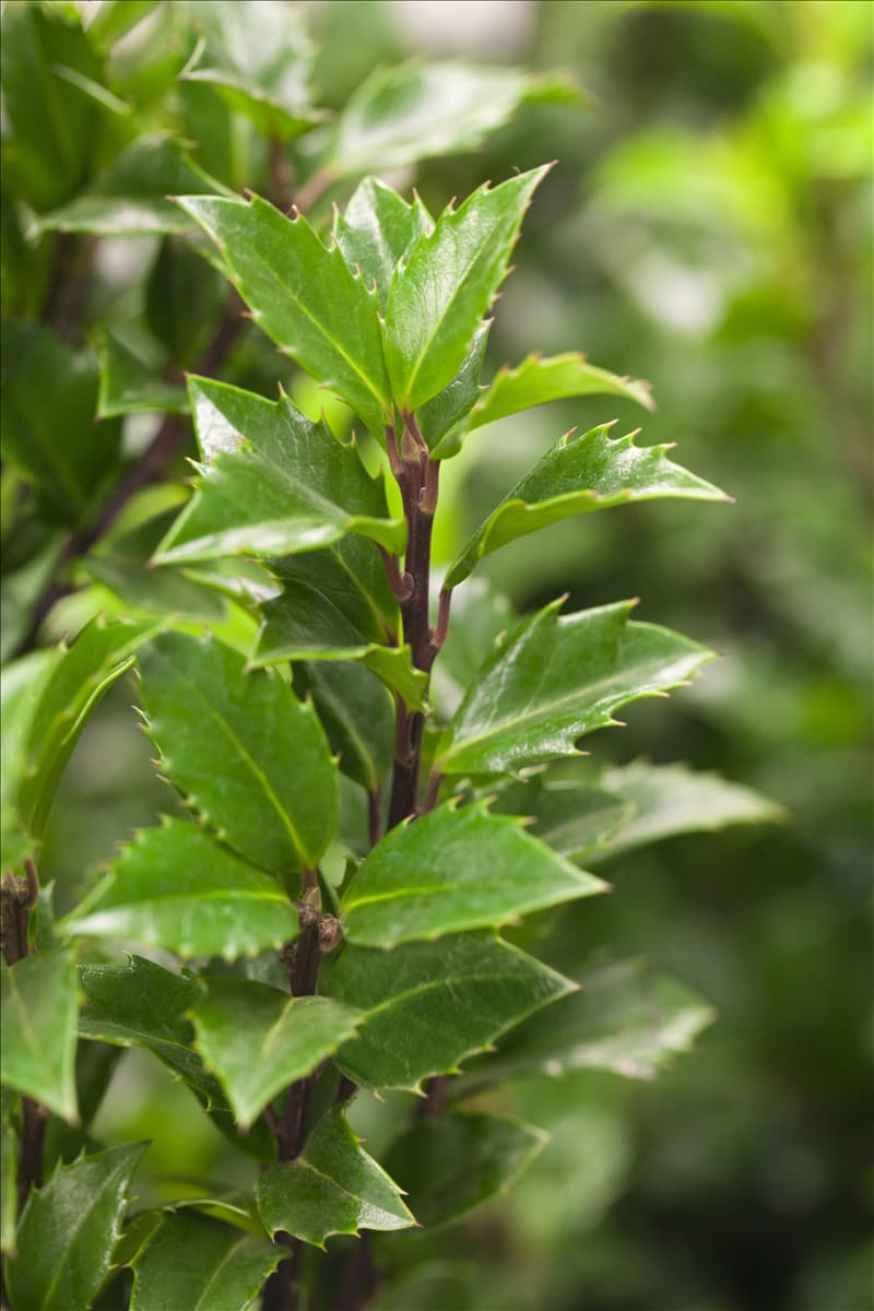 Ilex meserveae