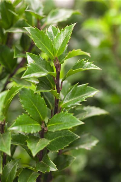 Ilex meserveae