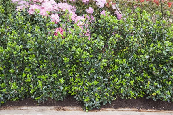 Ilex meserveae