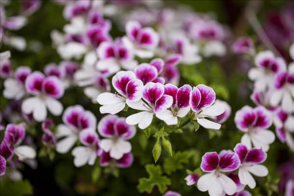 Pelargonium 'Angel Eyes'®