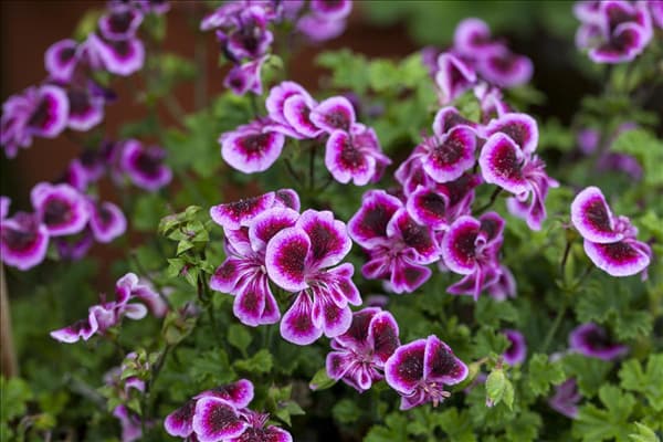 Pelargonium 'Angel Eyes'®