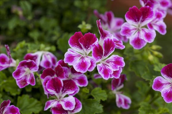 Pelargonium 'Angel Eyes'®