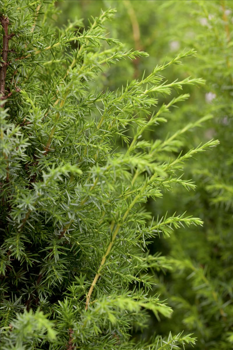 Juniperus communis 'Bruns'