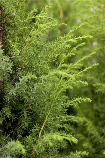Juniperus communis 'Bruns'