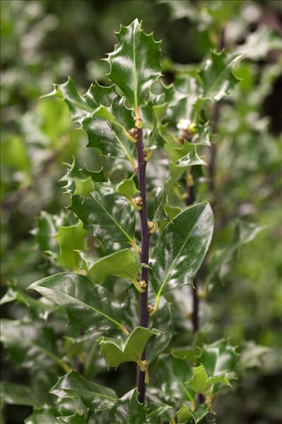 Ilex meserveae 'Blue Angel'®