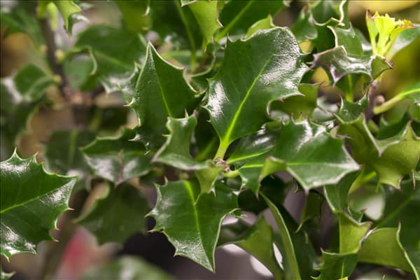 Ilex meserveae 'Blue Angel'®