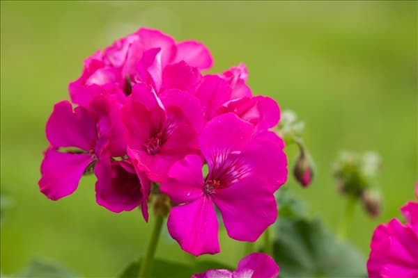 Pelargonium 'Calliope'®