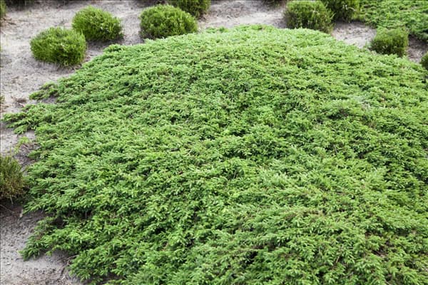 Juniperus communis 'Green Carpet'