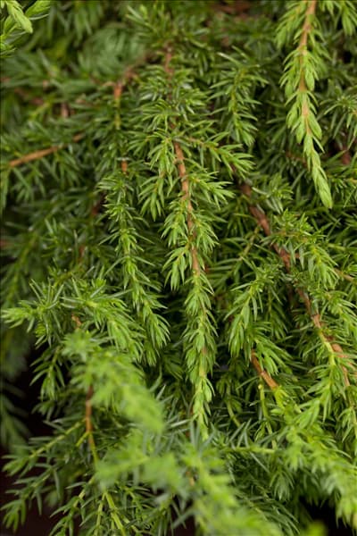 Juniperus communis 'Green Carpet'