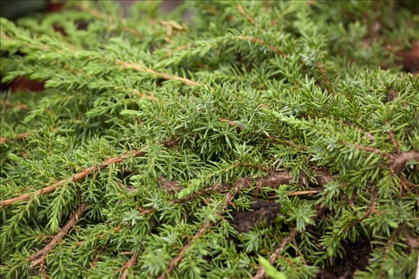 Juniperus communis 'Green Carpet'