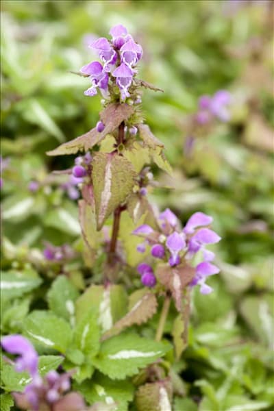 Lamium maculatum