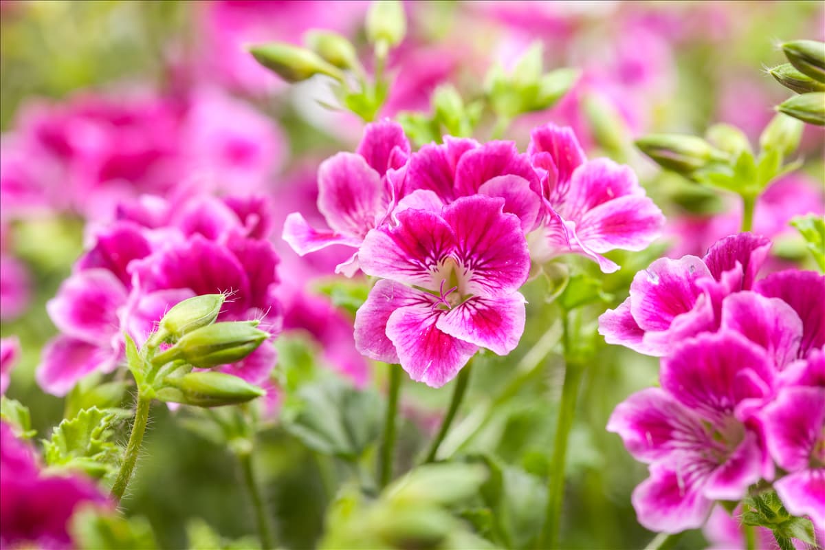 Pelargonium crispum