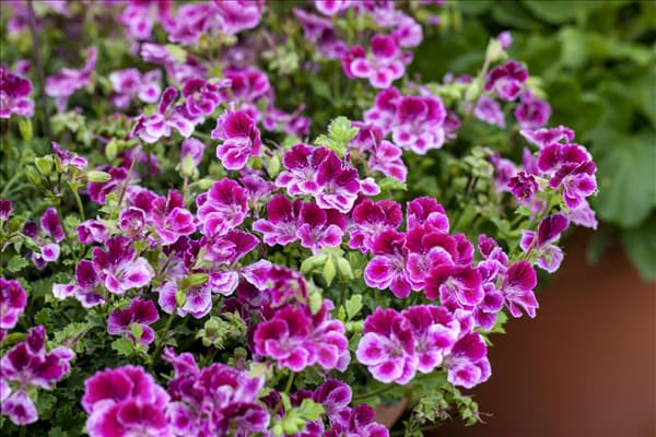 Pelargonium crispum