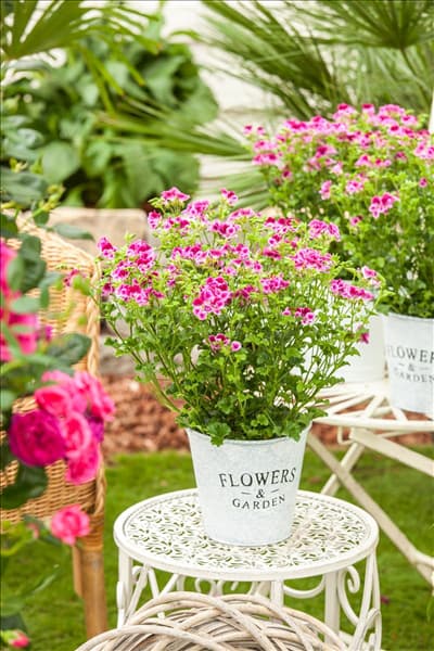 Pelargonium crispum