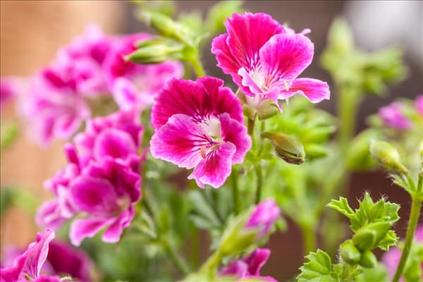 Pelargonium crispum
